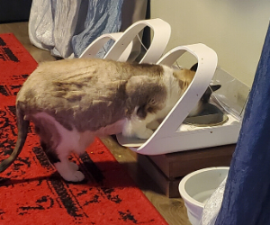 Multiple cat shop feeding station